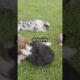 Cutest Puppies Compilation Ever!