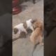 Cutest Puppies Playing  each other! #viral #viralvideo #cute