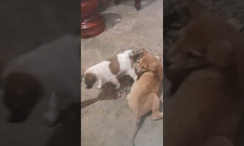 Cutest Puppies Playing  each other! #viral #viralvideo #cute