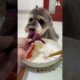 Cutest Puppy #dog #pets #pupyy #Pets #puppy #puppyvideos  #cute #Dog