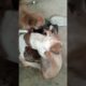 Cutest puppies Best on YouTube shorts! #shorts #viral #trending