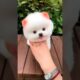 Cutest puppies in the World |Best dog breeds in India | Teacup Puppies #puppies #shorts #viral #dog