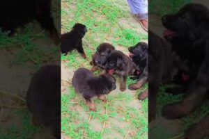 Cutest puppies playing | German Shepherd Dogs | #peshawardogcenter #animals  #dog #pets #puppy #cute