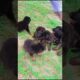 Cutest puppies playing | German Shepherd Dogs | #peshawardogcenter #animals  #dog #pets #puppy #cute