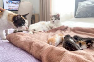 Dad Cat Meets His Baby Kittens for the First Time!