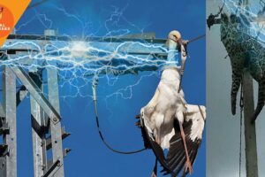 Death by electrocution - when animals get electrocuted to death - a bird disappeared less second