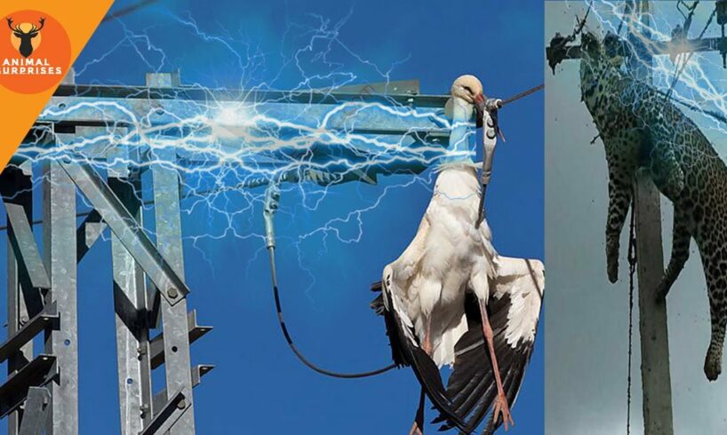 Death by electrocution - when animals get electrocuted to death - a bird disappeared less second