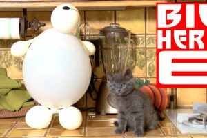 Disney's Big Hero 6 - Baymax (Cute Kitten Version)