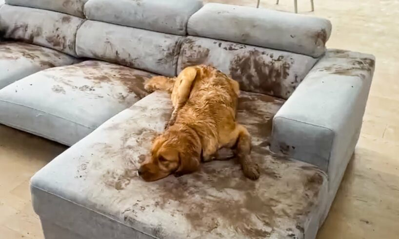 Dog Makes Muddy Mess 😮🤣| FUNNIEST Animal Videos