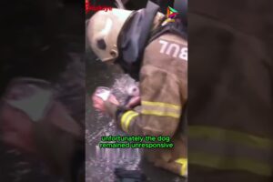 Dog Rescue in a Big Fire #animals #rescue #recovery #shortvideo #shorts