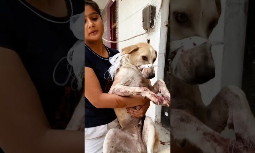 Dog rescue indian Girls | dog rescue team | dog rescues #doghelp #shorts