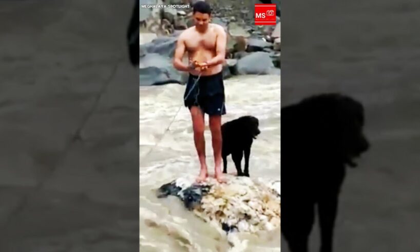 Dog rescued from river floods 🐶