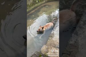 Dogs are really good at playing too  #animals #funny #subscribe #cuteanimals #cutedog #animal #dog