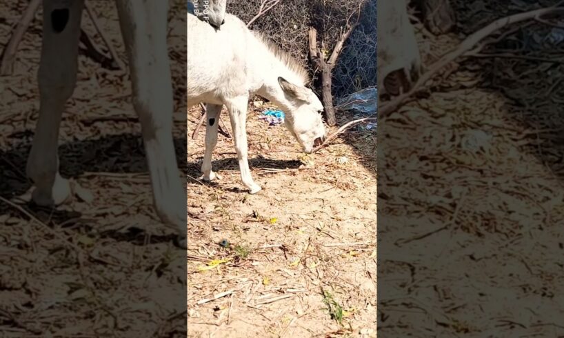 Donkeys #donkeys #ghadha #animals #shorts #pets