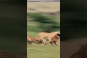 Dramatic Showdown: Cheetah Targets Baby Wildebeest #shorts