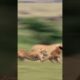 Dramatic Showdown: Cheetah Targets Baby Wildebeest #shorts