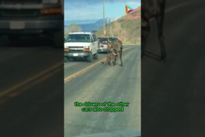 Drivers and Moose, Kindness and Patience on the Road #animals #rescue #recovery #shortvideo #shorts