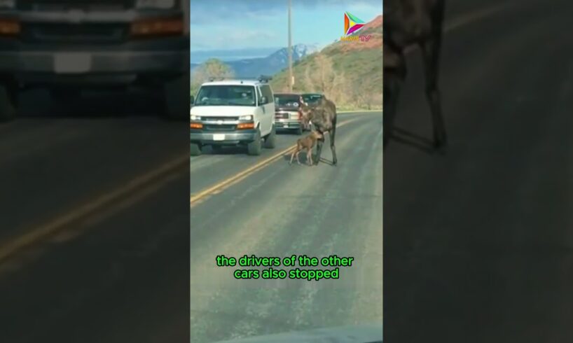 Drivers and Moose, Kindness and Patience on the Road #animals #rescue #recovery #shortvideo #shorts