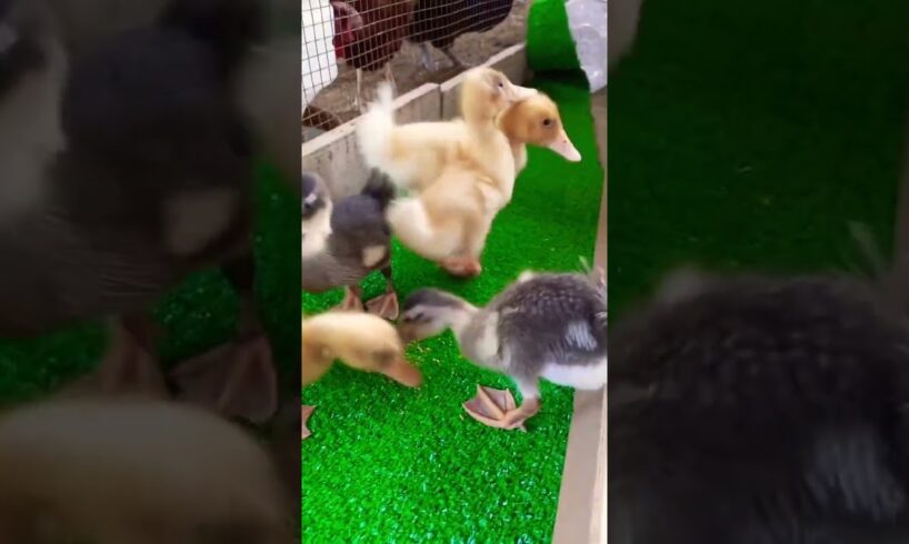 Ducklings playing time🦆