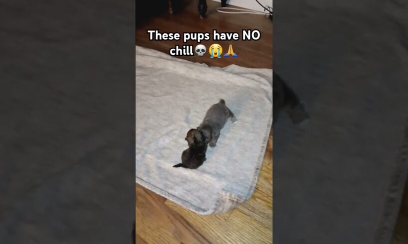 Dw both pups are ok #cute #pups #puppies #doggos #foryou #fyp #funny #viral