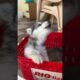 EMI-ல Puppies தரங்களா?? #puppies #shorts #pets #prasanth360