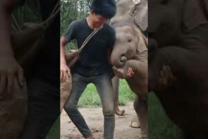 Elephant baby playing with human | elephant baby playing funny | elephant baby behaviour | caretaker