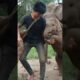 Elephant baby playing with human | elephant baby playing funny | elephant baby behaviour | caretaker