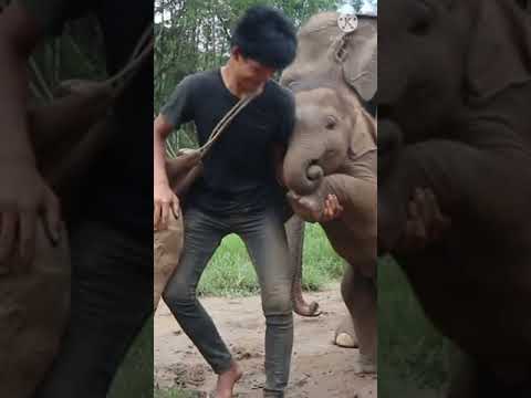 Elephant baby playing with human | elephant baby playing funny | elephant baby behaviour | caretaker