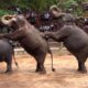 Elephants Dance At Dehiwala National Zoo (Sri Lanka) | Wildlife | Animals | Animal dance