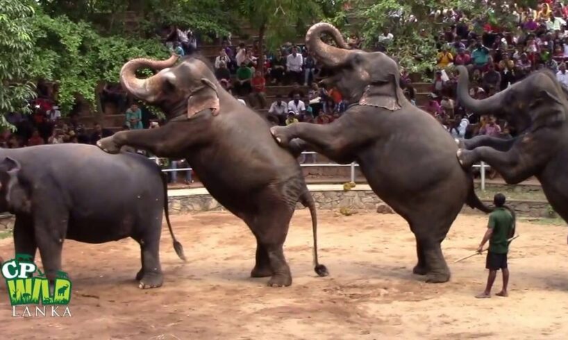 Elephants Dance At Dehiwala National Zoo (Sri Lanka) | Wildlife | Animals | Animal dance