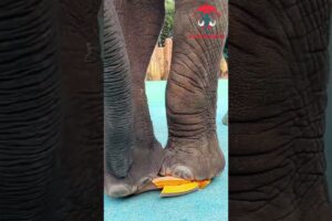 Elephants Love to Play #shorts