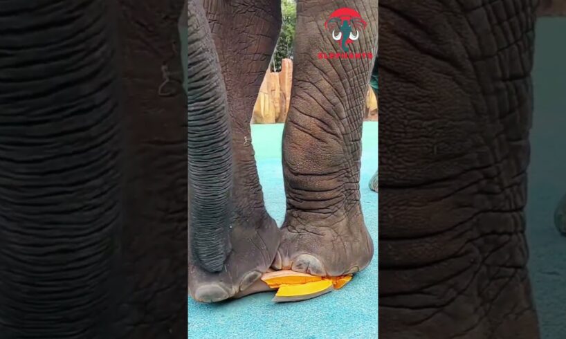 Elephants Love to Play #shorts