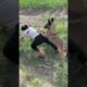 Emergency Rescue Dog Desperately Rescues Owner#Shorts