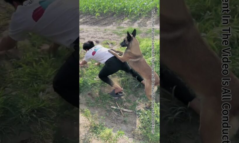 Emergency Rescue Dog Desperately Rescues Owner#Shorts