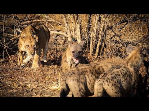 Epic Hyena vs Lion Battle: Who Will Win | Wildlife Showdown | Animal fights