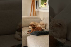 Expert tips for introducing a cat to a dog