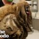 Extremely Matted Dog Transforms To The Cutest Pup | The Dodo