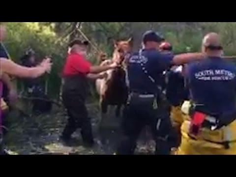 Eye on animals: Horse gets rescued; dogs go surfing