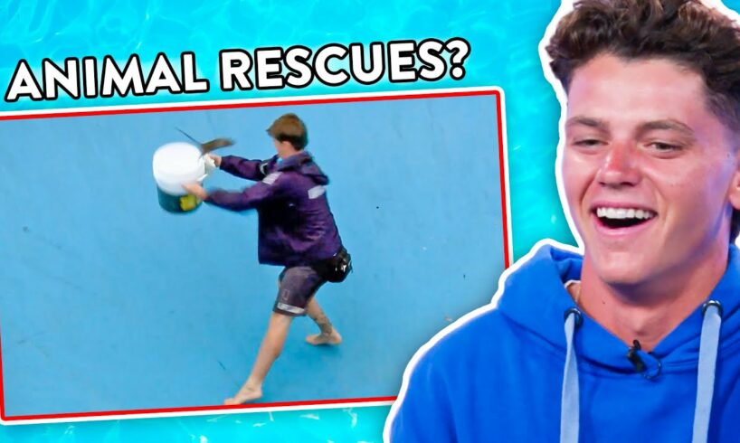 FUNNIEST Animal Rescues - Bondi Lifeguard Reacts