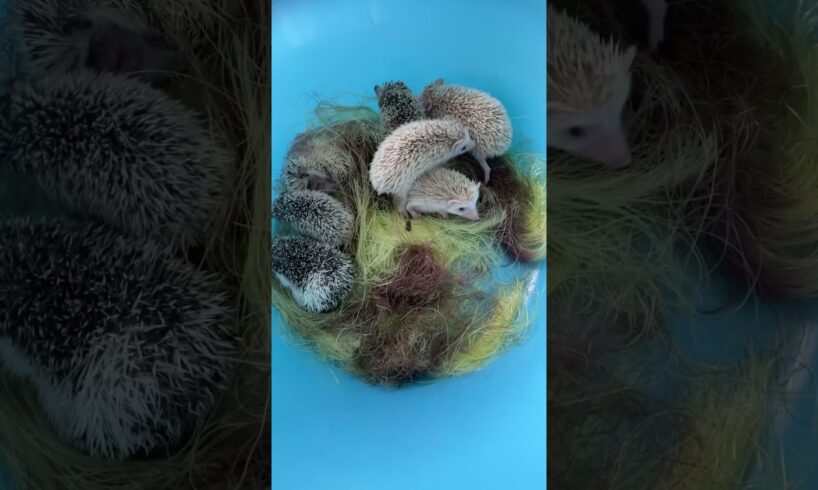 Family hedgehog playing #cute #hedgehog #animalpictures #hedgehogsanctuary #cuteanimals #animals