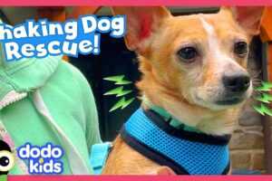 Family's 50th Foster Dog Is Their Trickiest Rescue Yet! | Dodo Kids | Rescued!