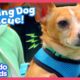 Family's 50th Foster Dog Is Their Trickiest Rescue Yet! | Dodo Kids | Rescued!