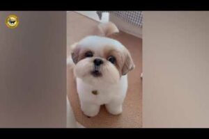 Funny Dogs & Cats | Cute Puppies | Funny Videos Compilation