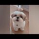 Funny Dogs & Cats | Cute Puppies | Funny Videos Compilation