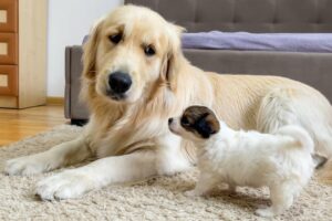 Funny Golden Retriever Reacts to a Tiny Puppy [Cutest Ever]