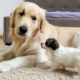 Funny Golden Retriever Reacts to a Tiny Puppy [Cutest Ever]