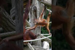 Funny Kendari playing with her mom.#shorts#funnyvideos#orangutans#funnyanimals#zoo#respect