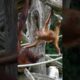 Funny Kendari playing with her mom.#shorts#funnyvideos#orangutans#funnyanimals#zoo#respect