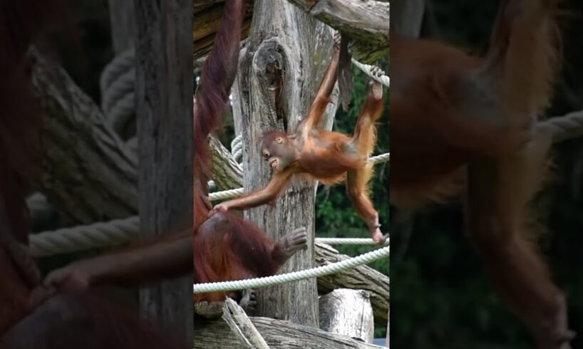 Funny Kendari playing with her mom.#shorts#funnyvideos#orangutans#funnyanimals#zoo#respect