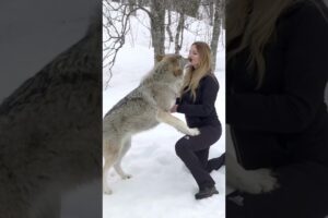 GIRL HOWLS WITH GIANT WOLVES